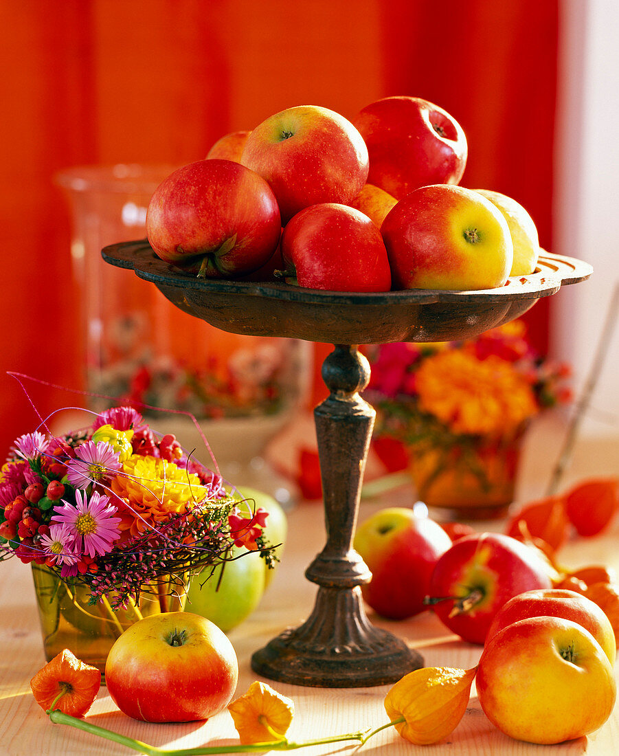 Malus (Äpfel), Dahlia (Dahlien), Aster (Herbstastern), Calluna