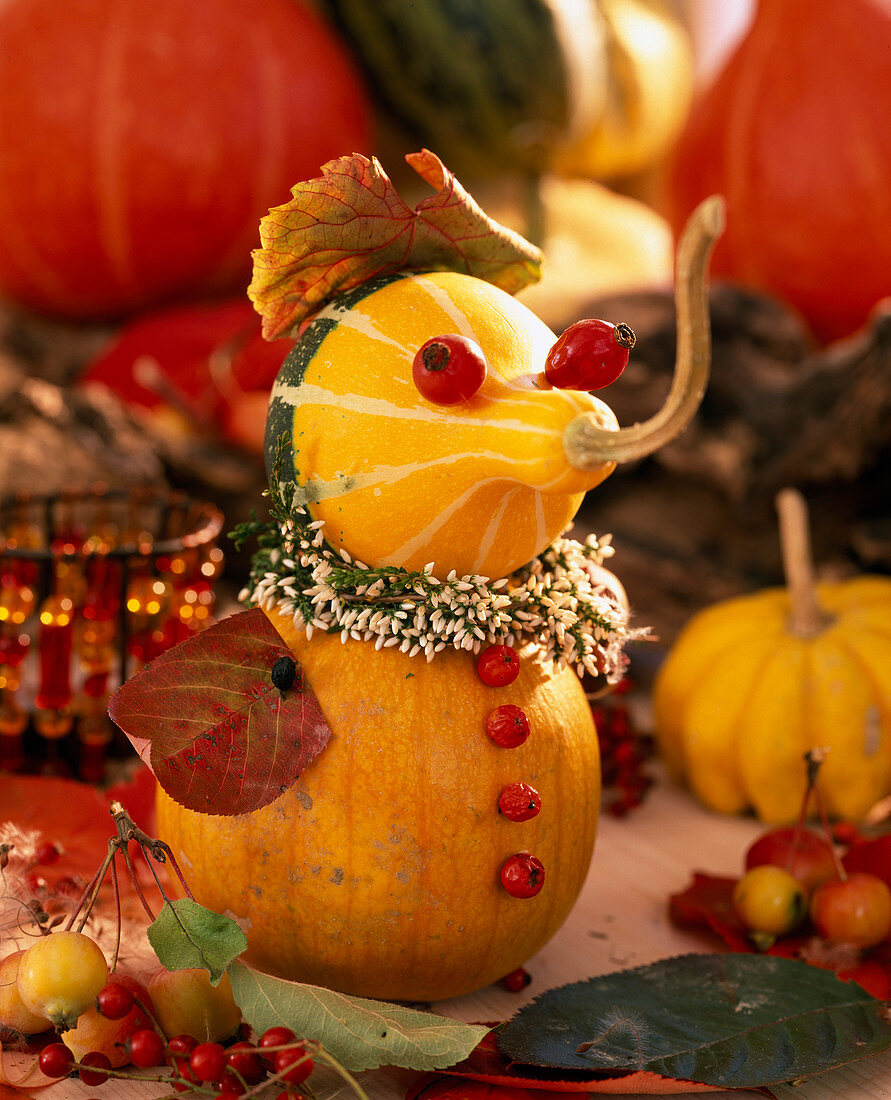 Male pumpkin: Cucurbita (ornamental pumpkin), Rosa (rosehip), Sorbus (rowan berry), Calluna