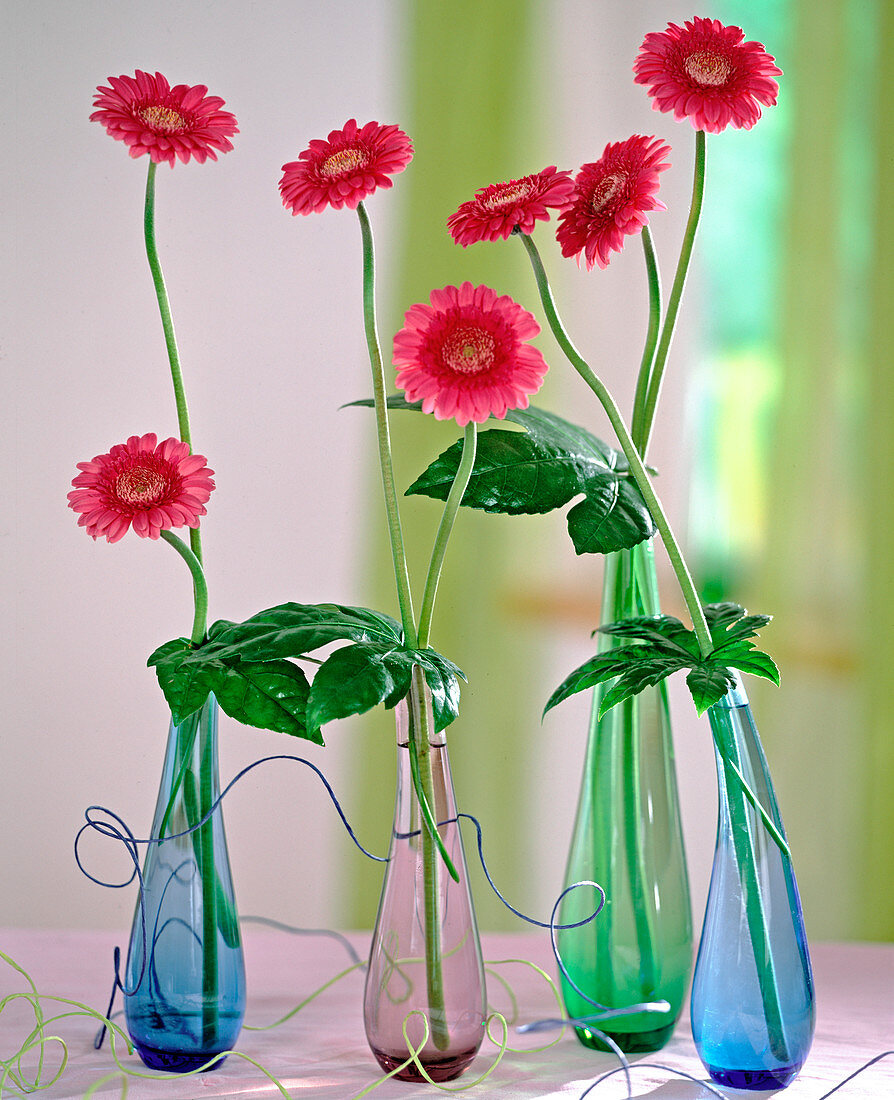 Gerbera flowers