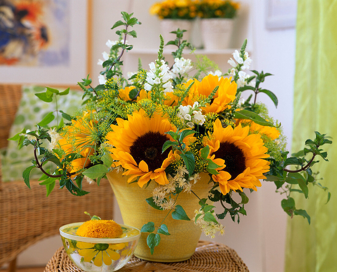 Helianthus annuus (sunflower), dill