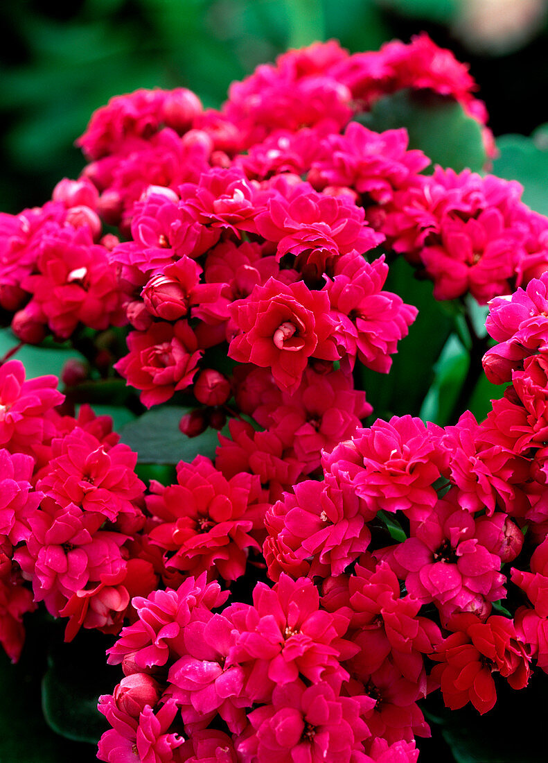 Kalanchoe blossfeldiana, purple filled