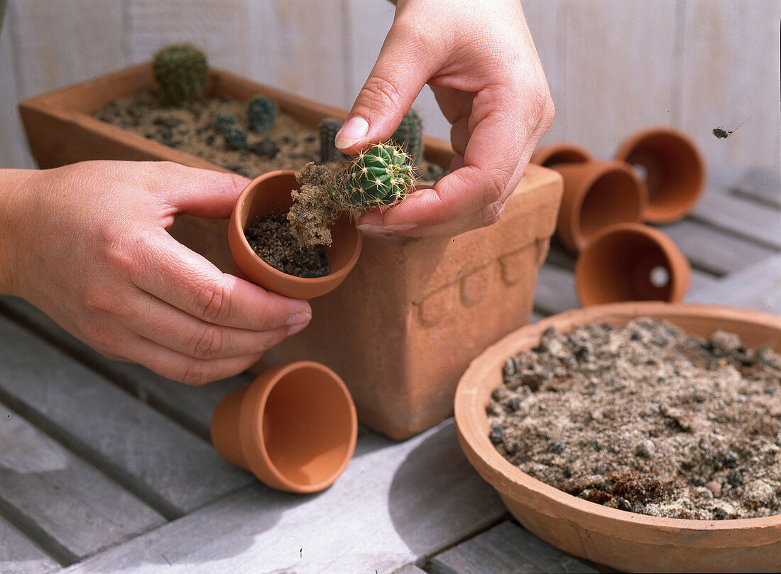 Cactus cuttings in a soil-sand mixture