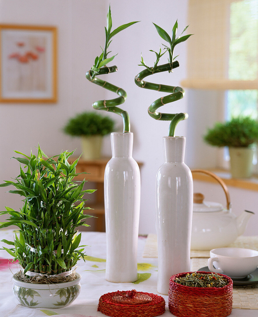 Dracaena (Lucky Bamboo)