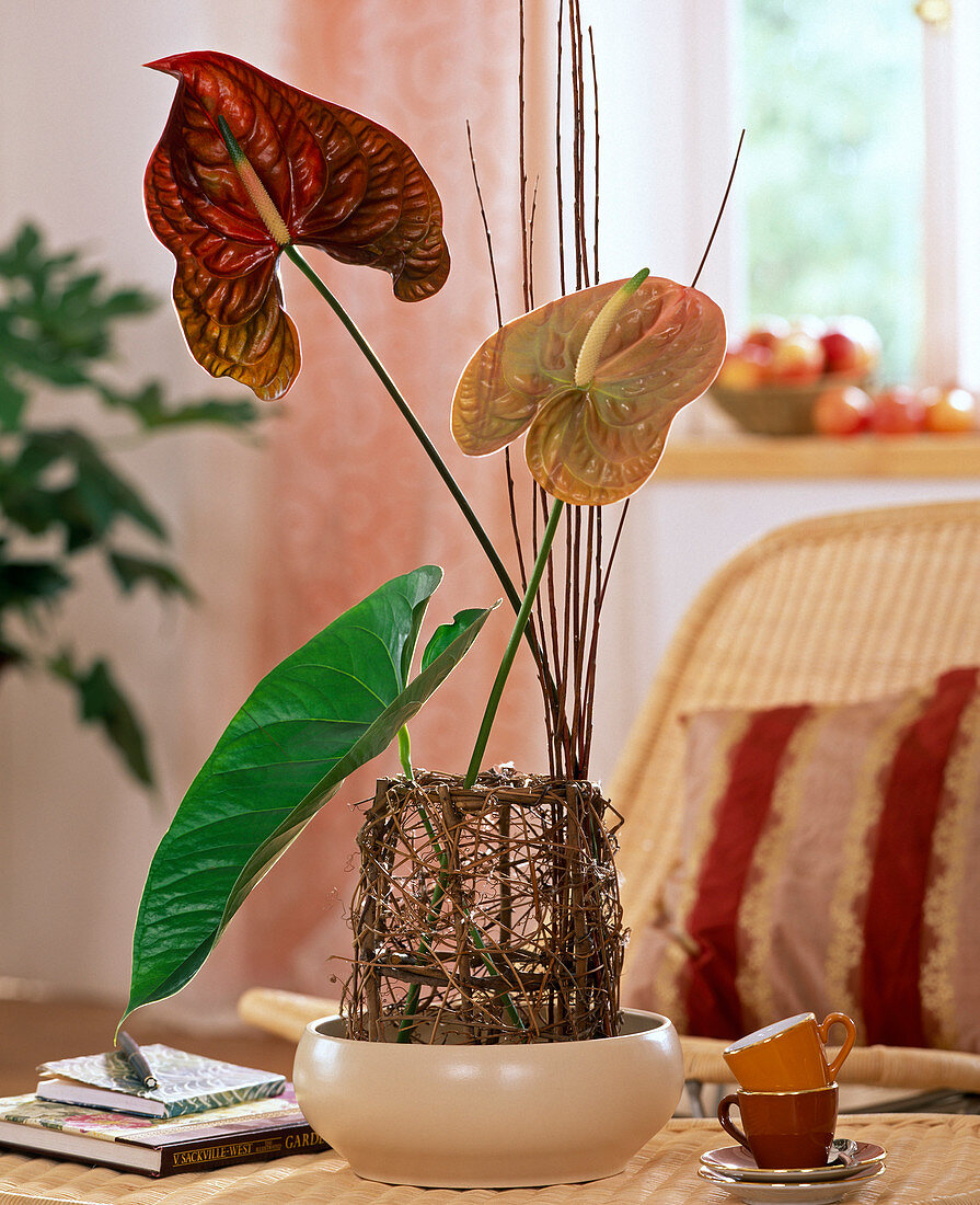 Anthurium andreanum 'Choco' and 'Cheers' (large flamingo flower)