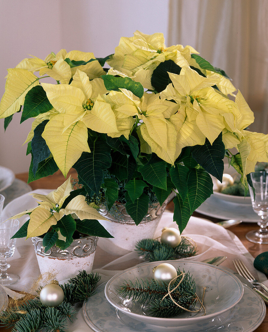 Euphorbia pulcherima 'Sonora White' (Weihnachtsstern)