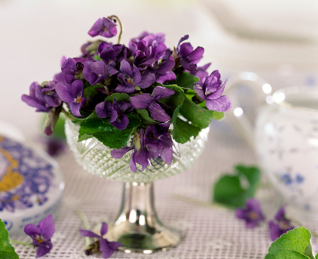 Viola odorata (Fragrant violet)