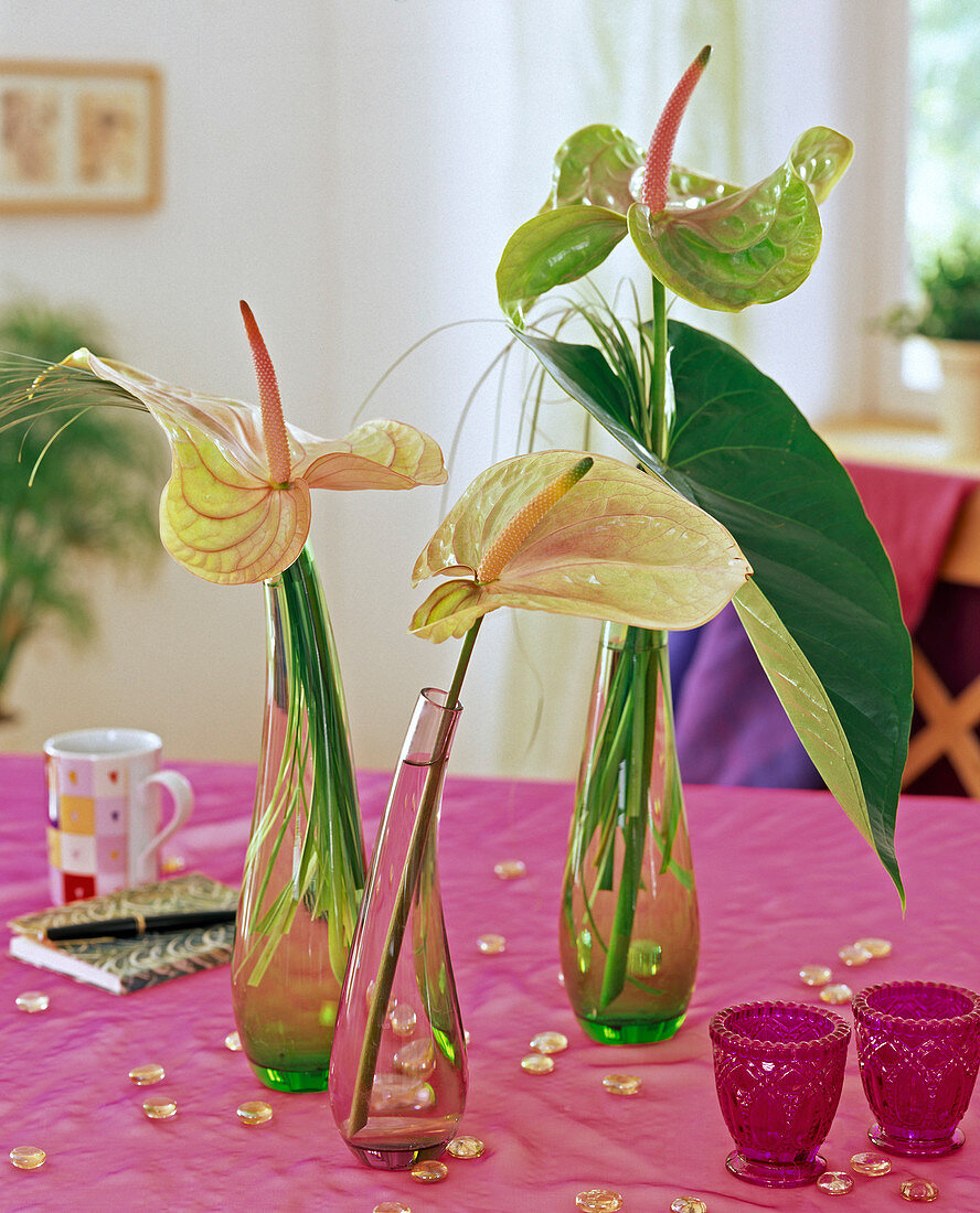 Anthurium andreanum (Great Flamingo Flower)