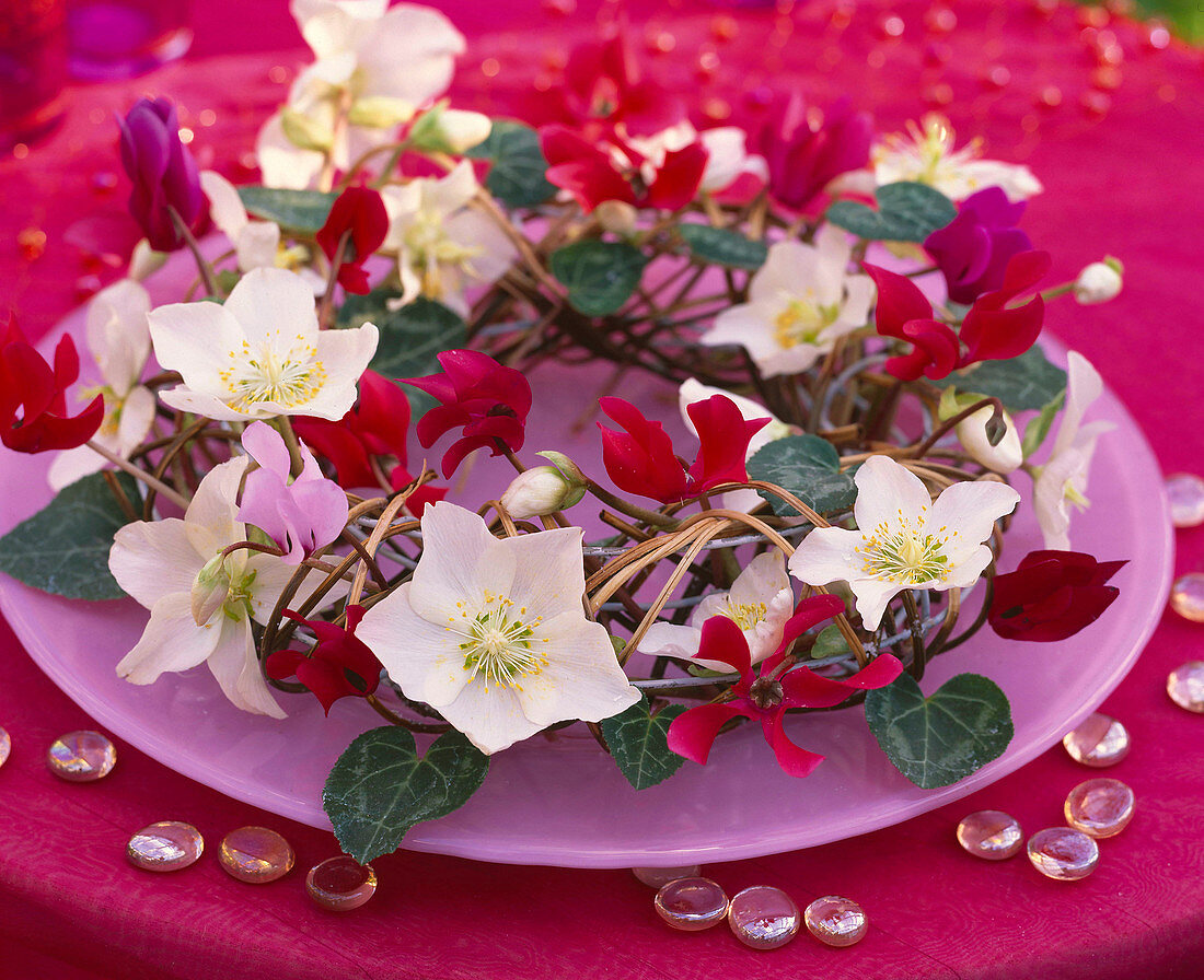 Wreath of Helleborus niger (Christmas rose)