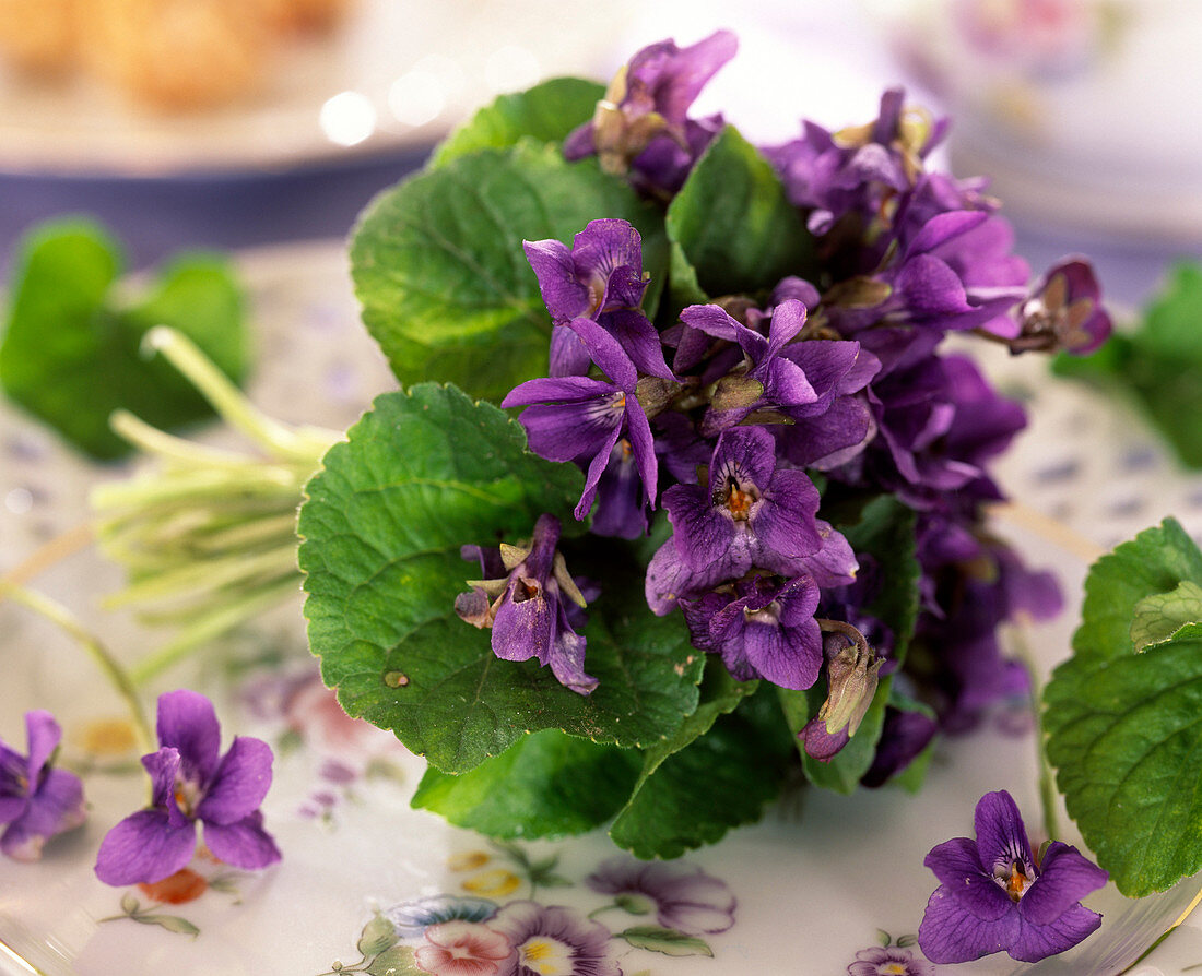 Kleiner Strauß aus Viola odorata (Duftveilchen)