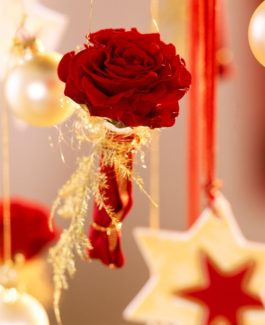 Hanging Christmas decoration with pink rose 'Enigma'