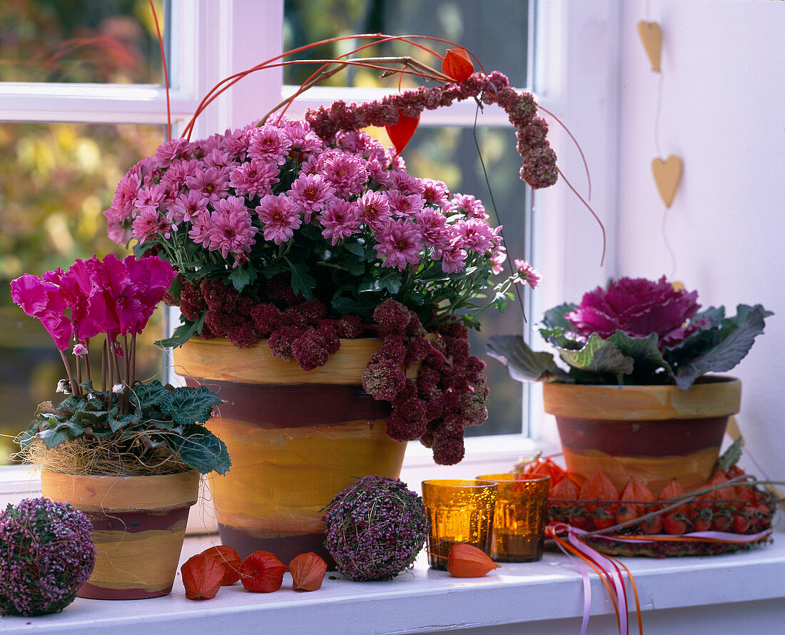 Cyclamen persicum (Cyclamen), Chrysanthemum 'Macau' (Chrysanthemum)