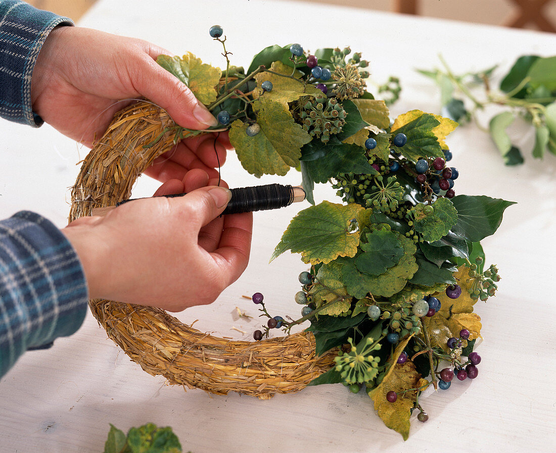 Making an autumn wreath on cane romaine, hedera (ivy), ampelopsis (mock berry)