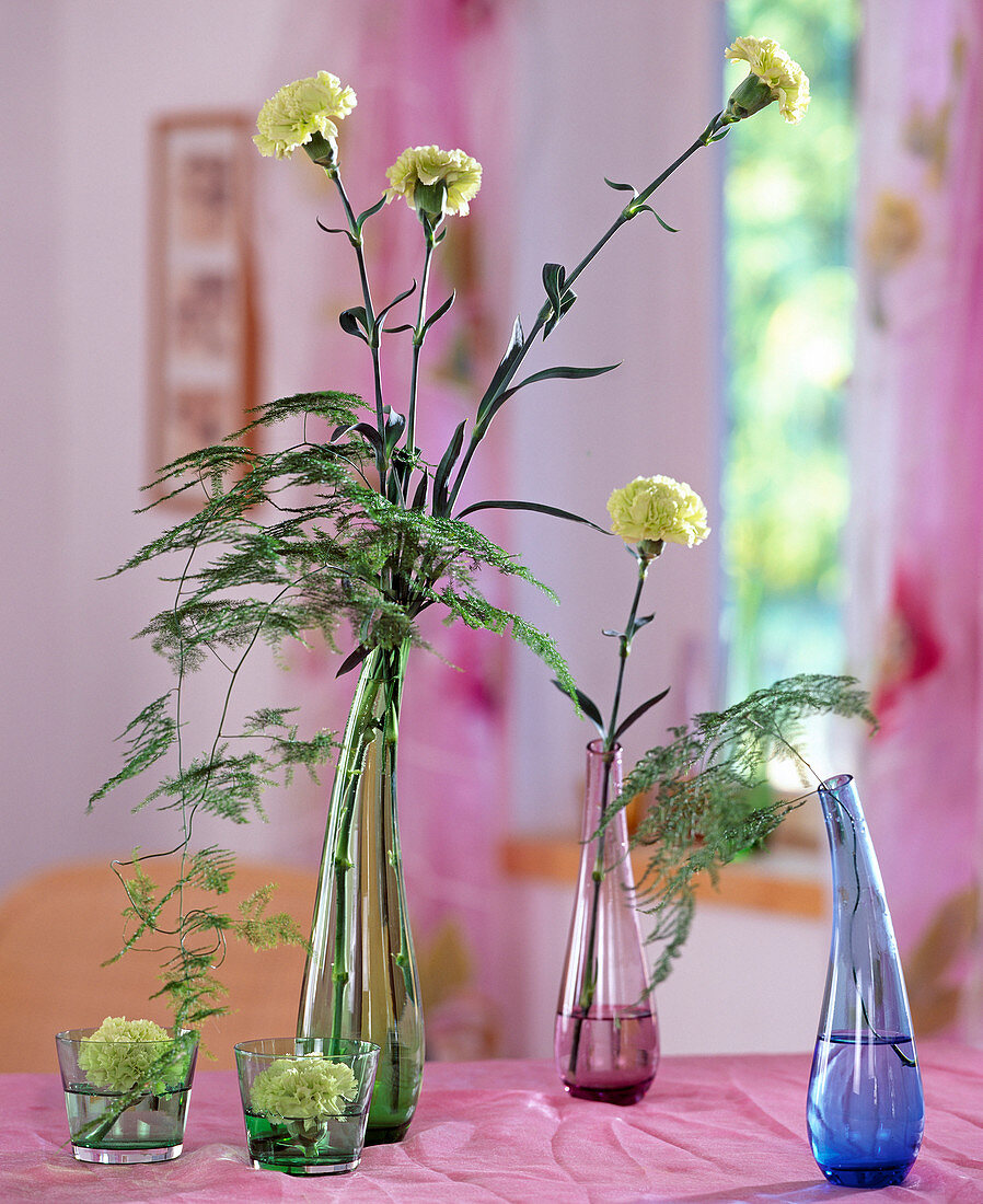 Dianthus (Nelken), Asparagus (Zierspargel)