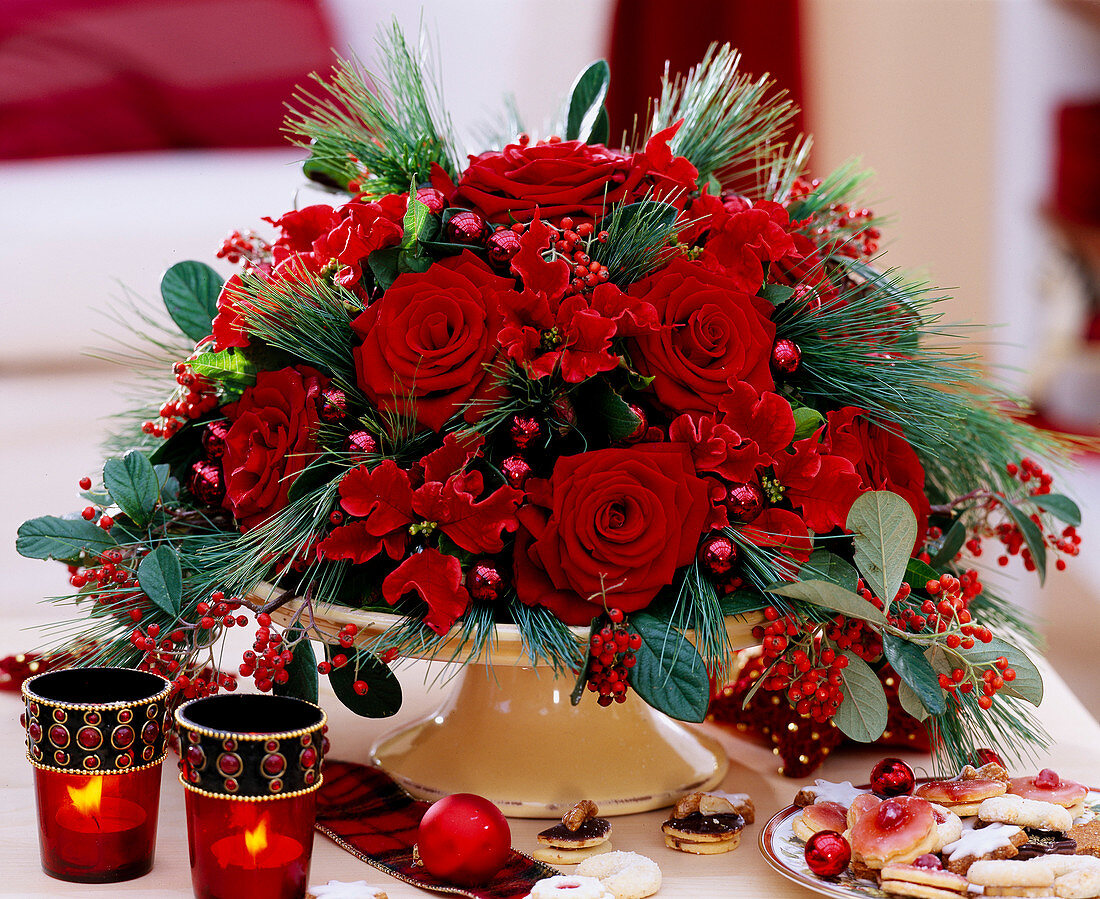 Rosa (Rose 'Grand Prix'), Euphorbia 'Carousel' (Weihnachtsstern), Cotoneaster (Zwergmispel)
