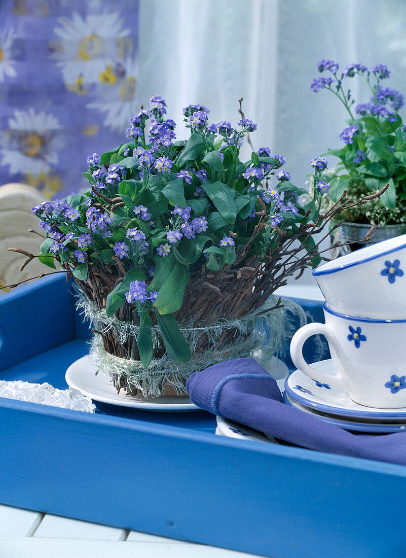 Myosotis (forget-me-not, potted mantle)