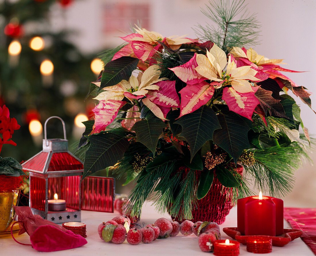 Euphorbia pulcherrima 'Fantasy star' / Poinsettia, Skimmia, Pinus strobus