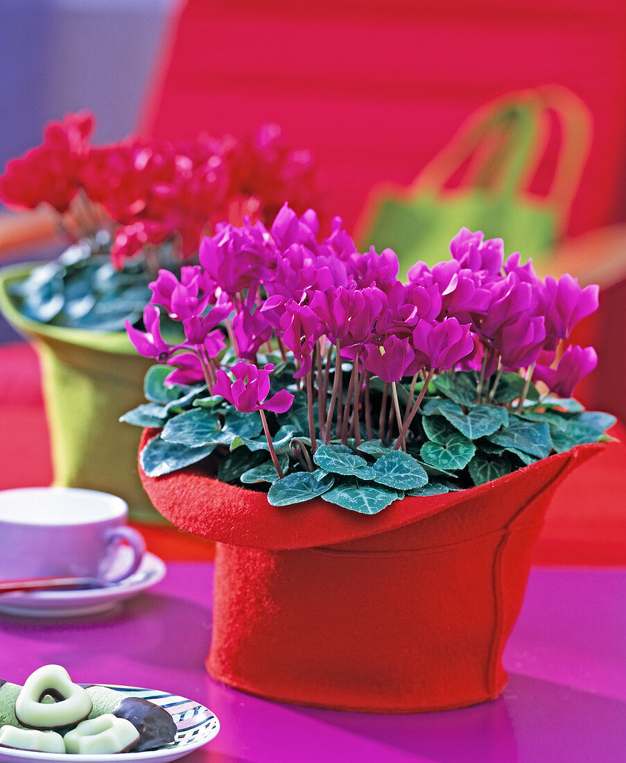 Cyclamen persicum (cyclamen) in red felt pot