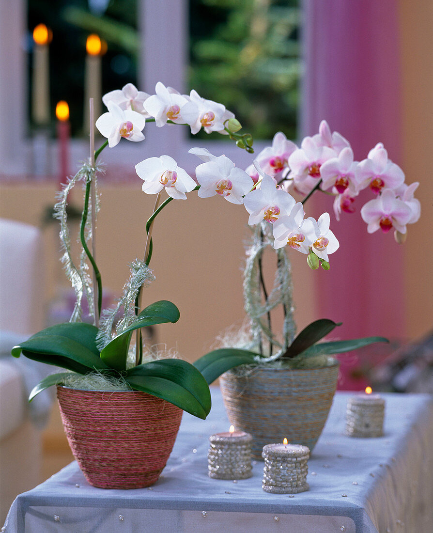 Phalaenopsis (Malayenblume) mit Fransenschnur