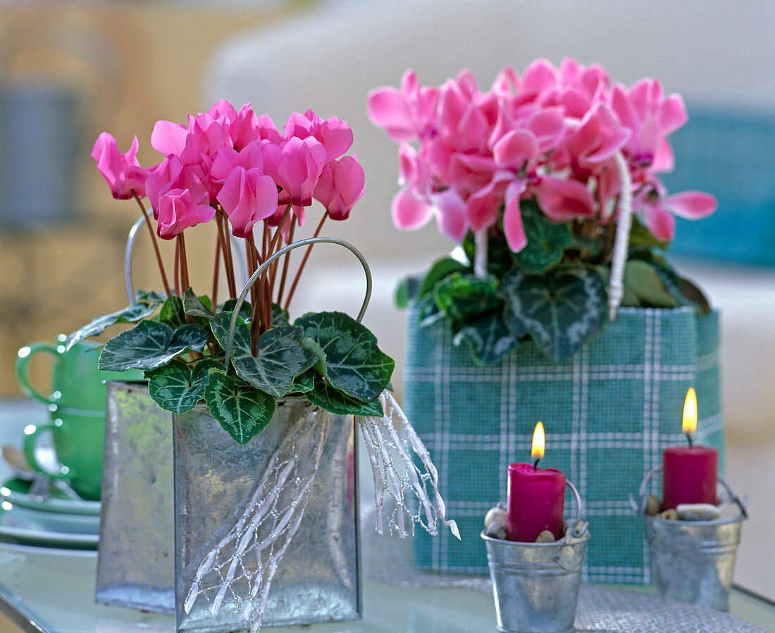 Cyclamen persicum (Alpenveilchen)