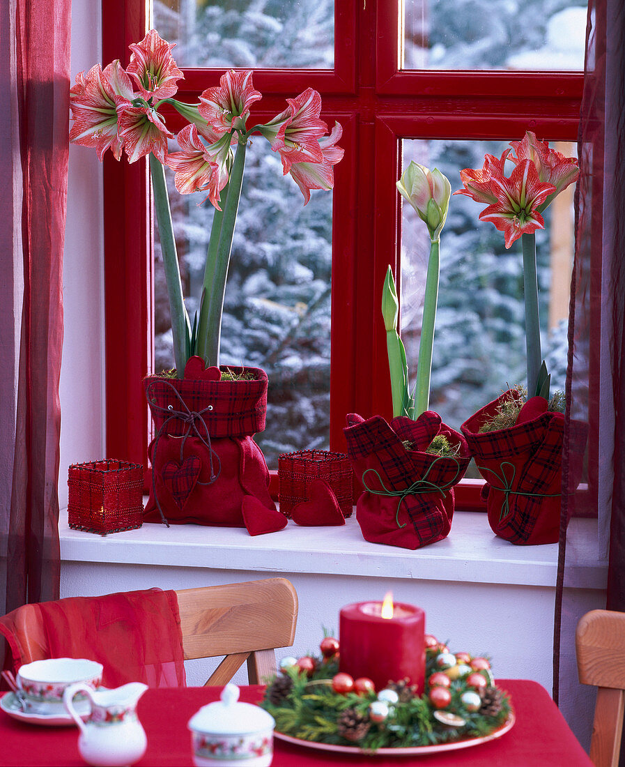 Hippeastrum (amaryllis), red felt bags as planters