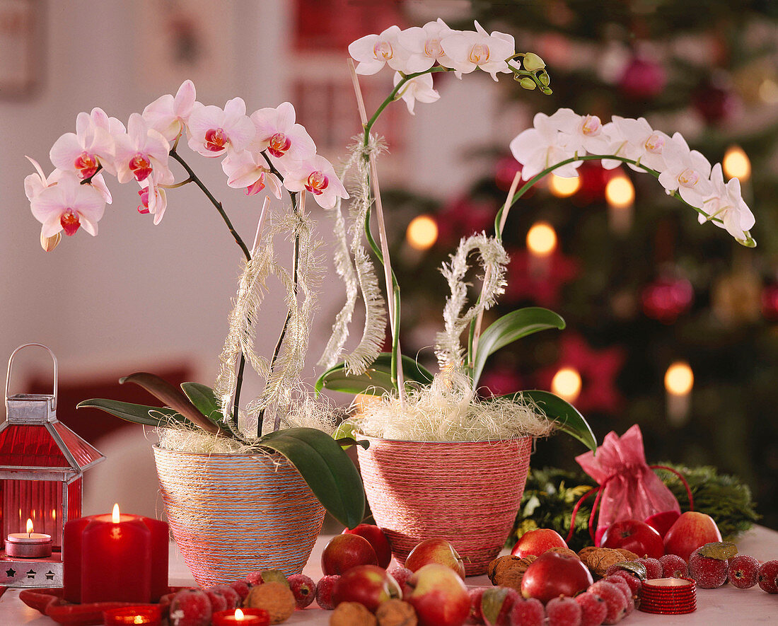 Phalaenopsis (Malayenblume) mit Sisal, Malus (Äpfel)