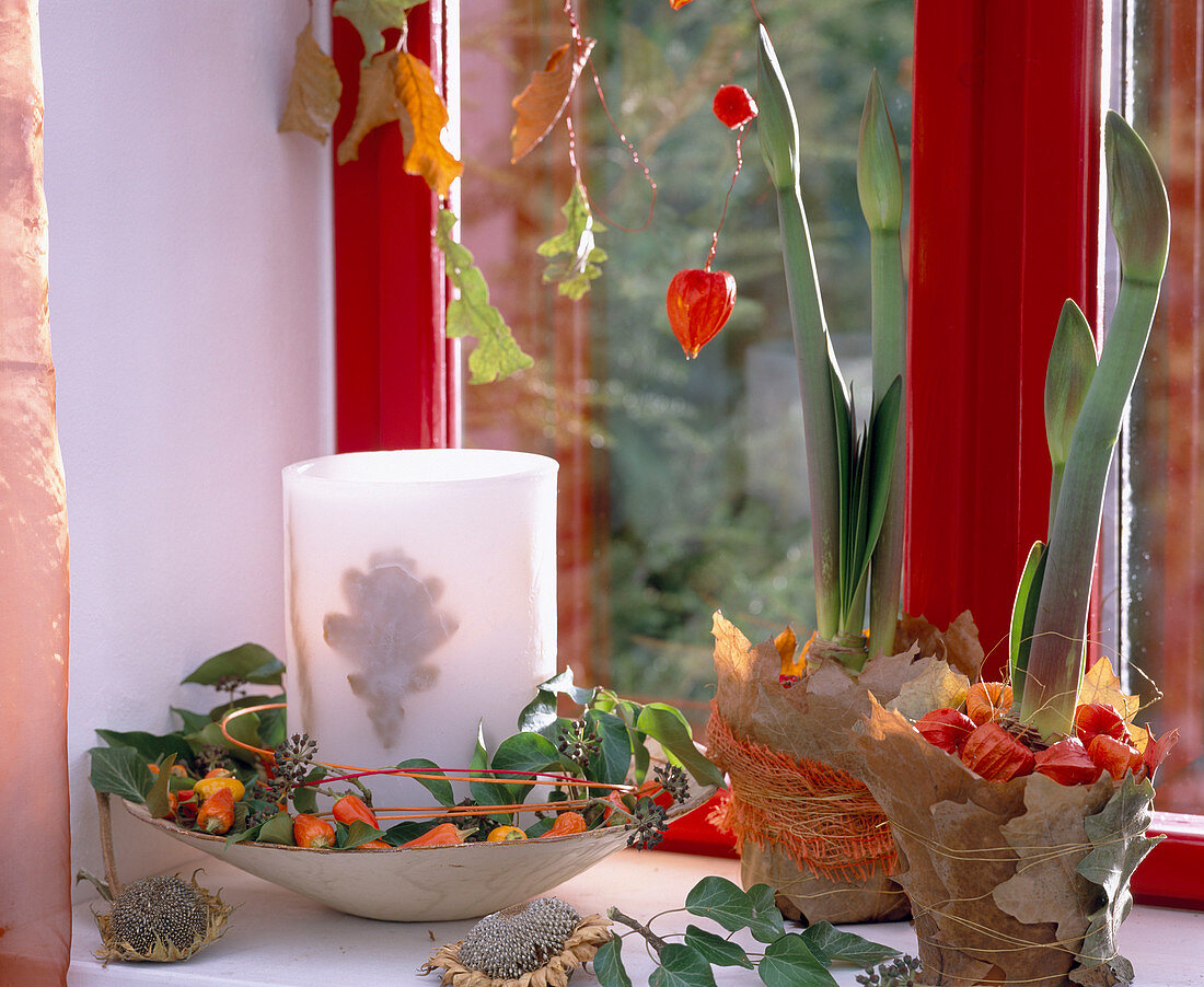 Hippeastrum (Amaryllis), pots with autumn leaves