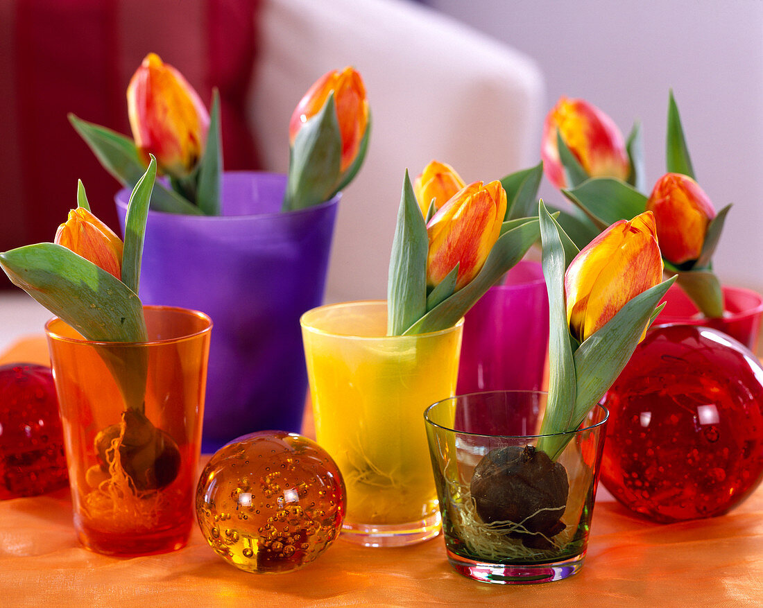 Tulipa 'Flair' (Tulpe) Wurzeln ausgewaschen und in Gläsern
