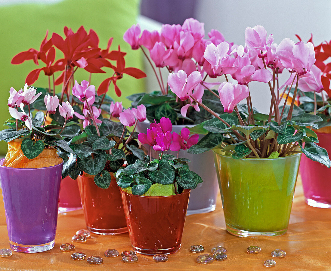 Cyclamen persicum (Cyclamen in colourful glasses)