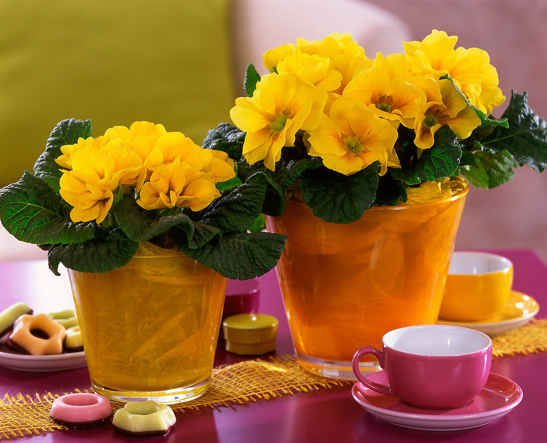 Primula acaulis (spring primrose) in glass vases