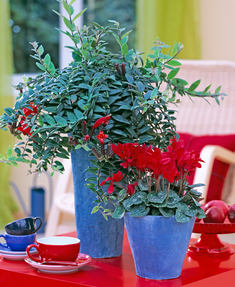 Blue (red) : Aeschynanthus 'Caroline' (pubic flower)