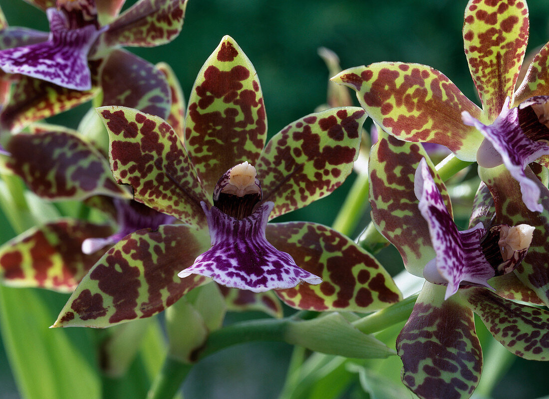 Zygopetalum mackaii (hyacinth scented orchid)