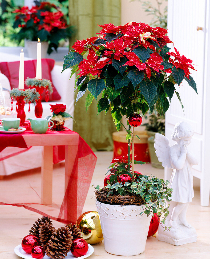 Euphorbia pulcherrima 'Sonora White Glitter' (poinsettia), Hedera helix (ivy)