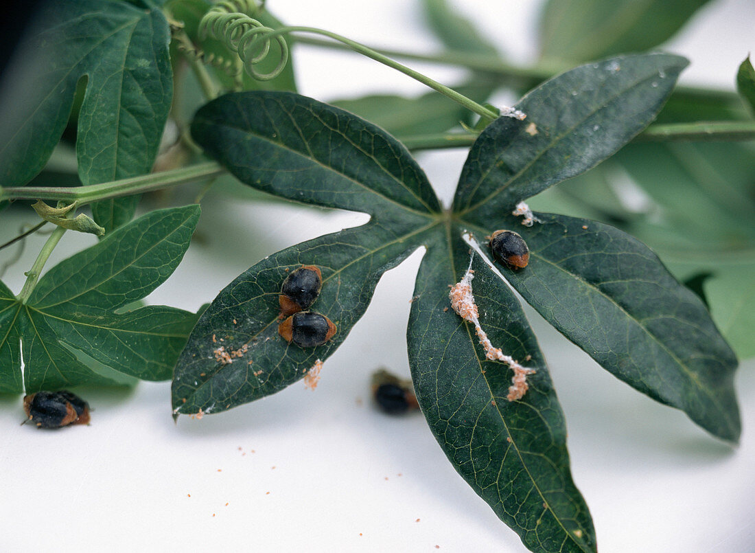 Australian ladybird against mealybugs