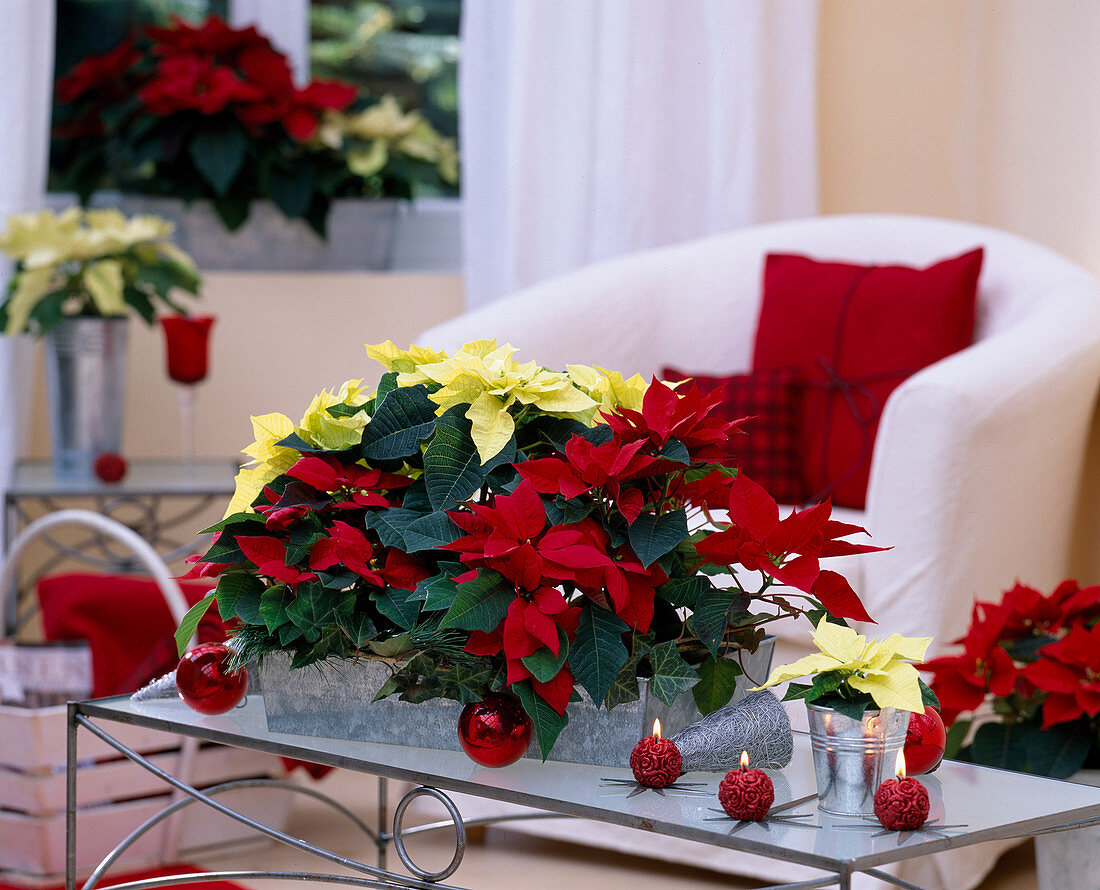 Euphorbia pulcherrima 'Lemon Snow' and 'Electric Fire' (poinsettias)