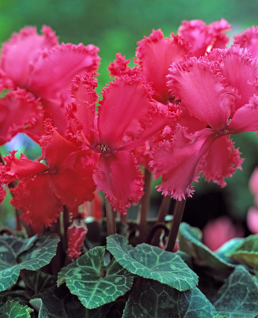 Cyclamen persicum 'Rococo'