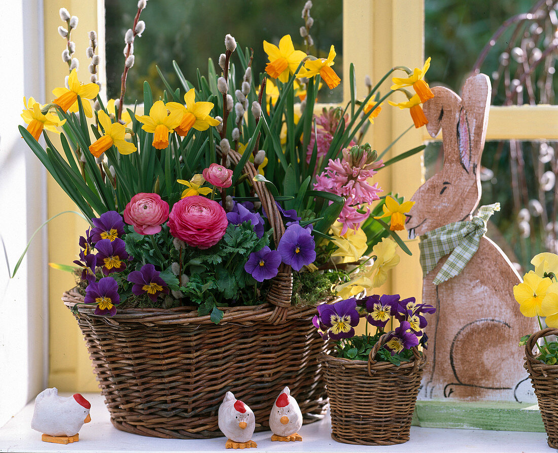 Narcissus 'Jetfire' / Narzissen, Ranunculus / Ranunkeln, Hyacinthus