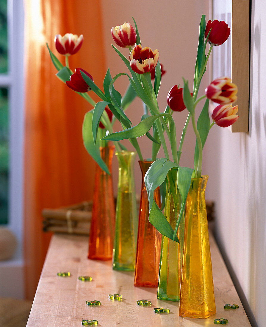Tulipa 'Leen van der Mark' (Tulpen) in bunten Glasflaschen aufgereiht