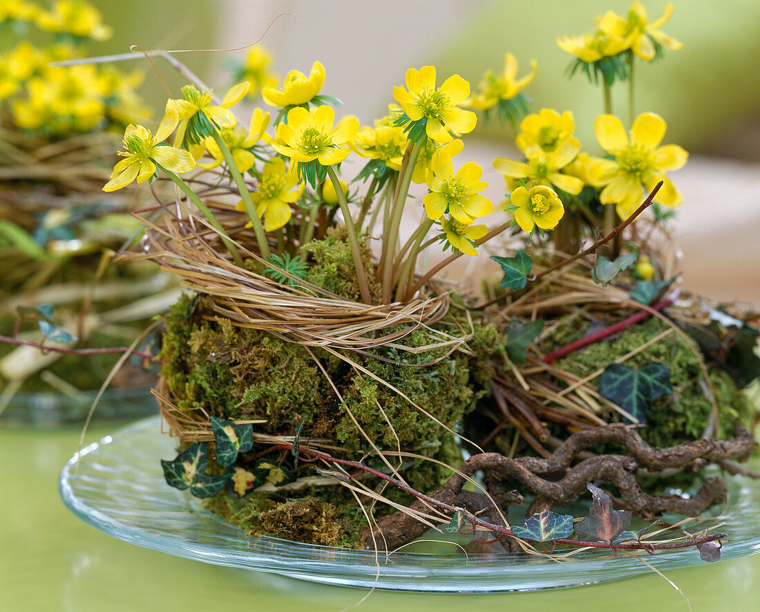 Eranthis hyemalis (Winterlinge in Moos gewickelt, Hedera 'Goldherz'