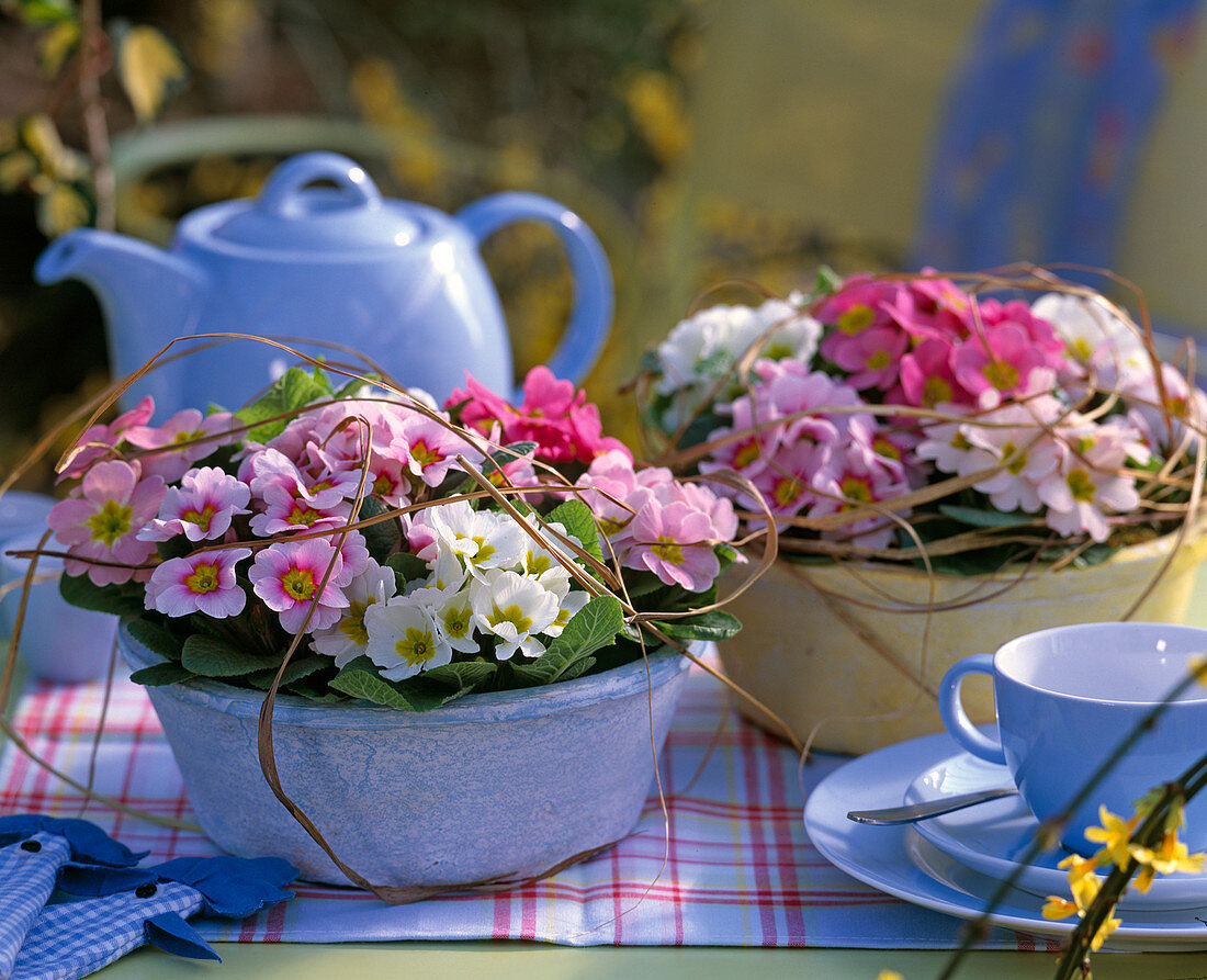 Primula acaulis (Frühlingsprimeln in weiß, rosa und pink)