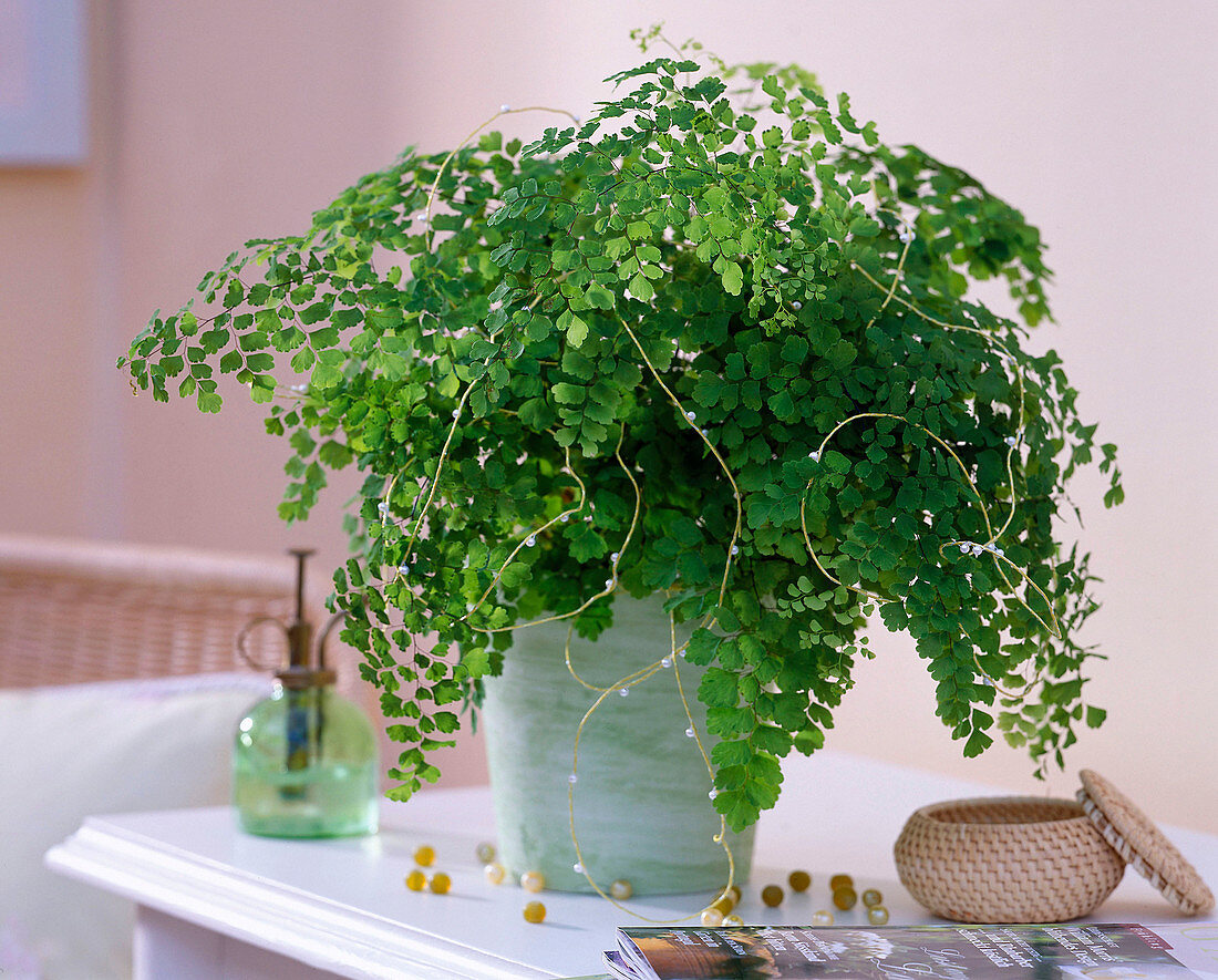 Adiantum raddianum 'Fragrans' (Frauenhaarfarn)