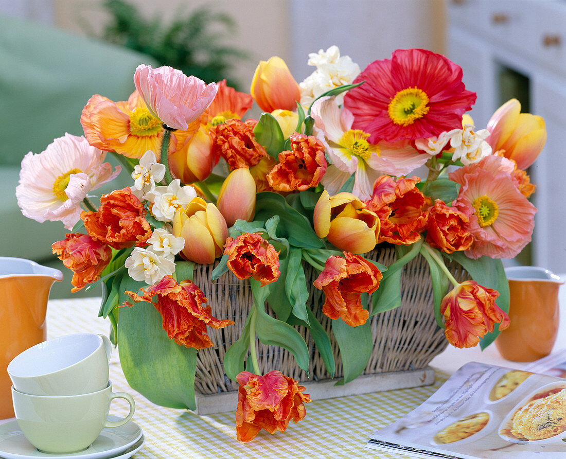 Tulipa 'Ad Rem' and 'Parrot' (tulips), Papaver orientale (silk-)