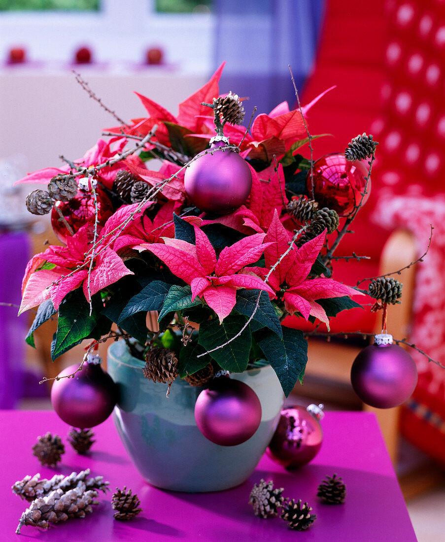 Euphorbia pulcherrima 'Jester Pink' (Poinsettia) with baubles and larch cones