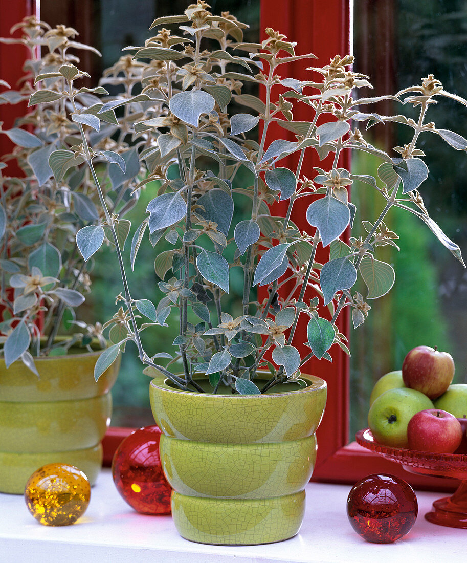 Strobilanthes 'Silver Star', Malus (apples), glass balls