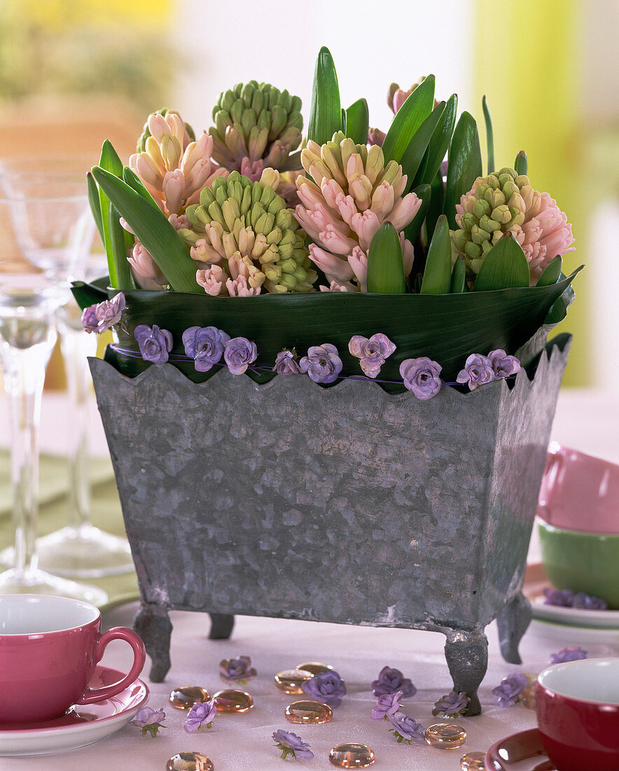 Hyacinthus orientalis (pink hyacinths) in tin jardiniere