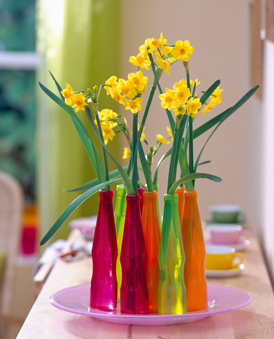 Narcissus 'Grand Soleil D'Or'