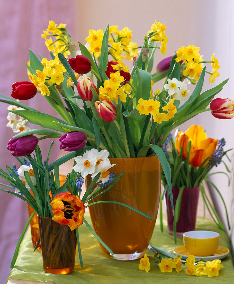 Tulipa / Tulpen, Narcissus 'Grand Soleil d'Or' u. 'Geranium'