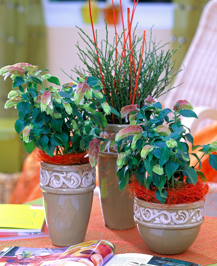 Beloperone guttata (room hops), Vaccinium (blueberry sprigs)