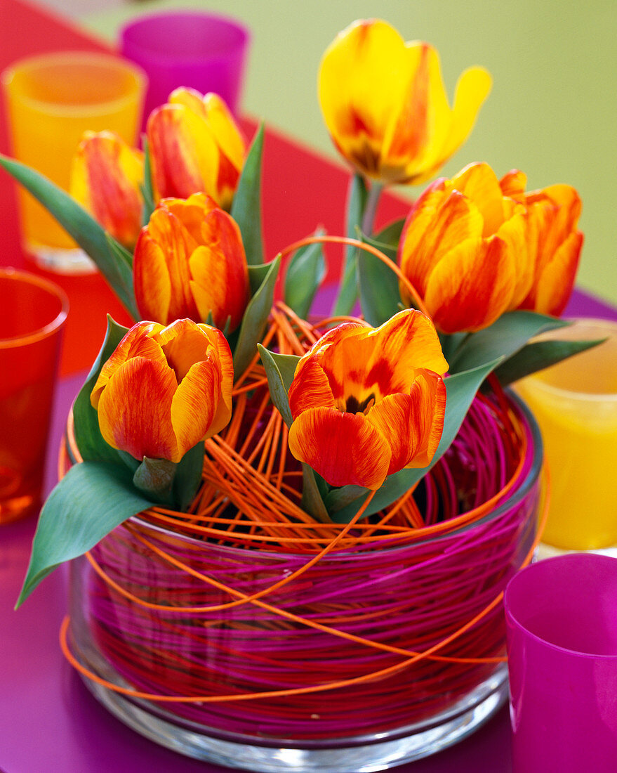 Tulipa 'Flair' (tulip) in glass bowl