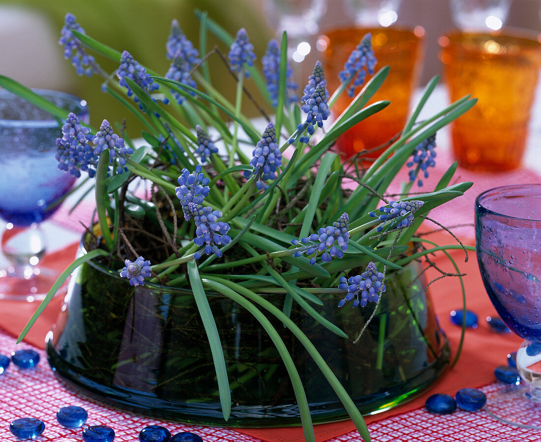 Muscari armeniacum (grape hyacinth with Larix)