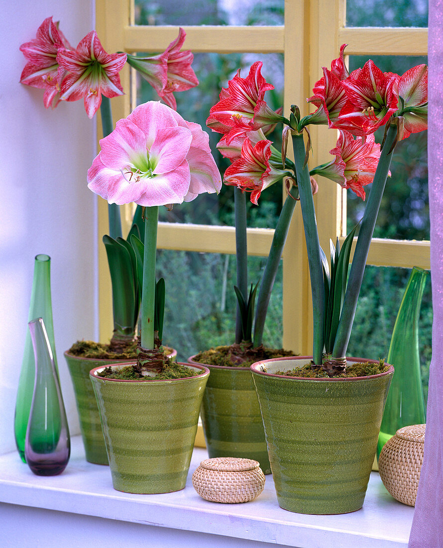 Hippeastrum / Amaryllis in hohen Töpfen am Fenster